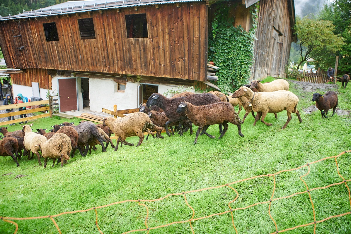Vorderglemmer Schaftabtrieb